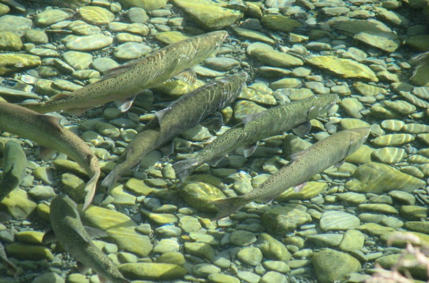 Weekly Fishing Report - North Canterbury 29-12-2017