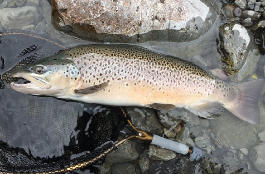 Weekly Fishing Report - 16 November 2017