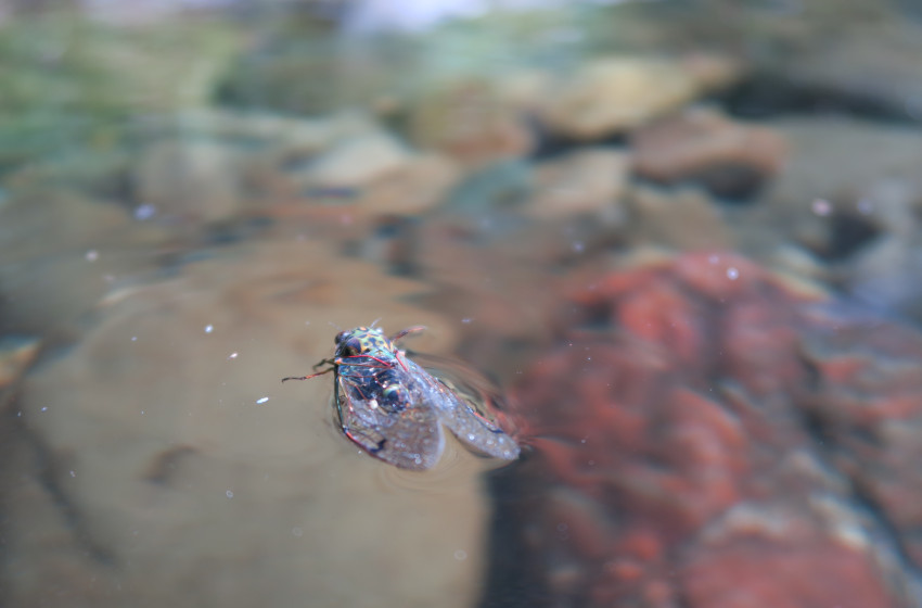 Weekly Fishing Report - 17th January 2019