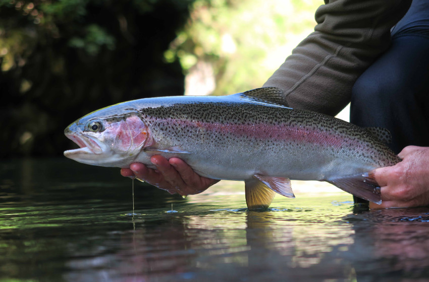 Weekly Fishing Report -  1st November 2018