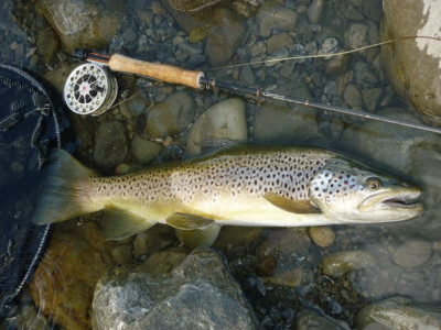 MichaelMurphyCopyright