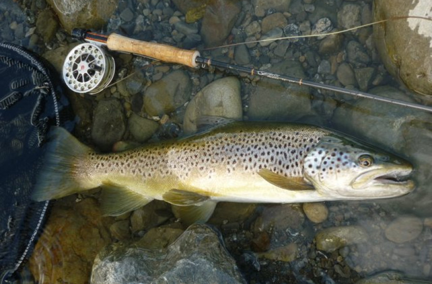 Weekly Fishing Report - 27th December 2018