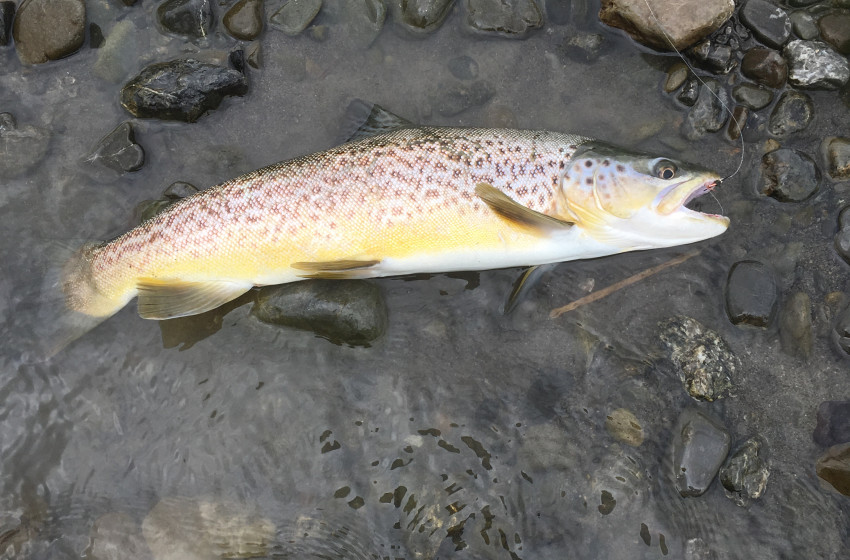 Weekly Fishing Report - 3 November 2017