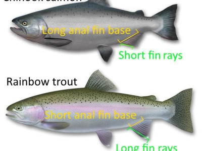 WFR1820.18salmon vs trout I.D. tip use the anal fin base length and fin ray length to distinguish trout from salmon