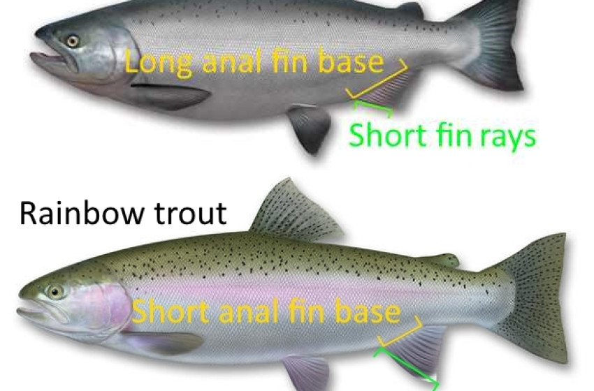 Weekly Fishing Report – Central South Island- 02-01-2020