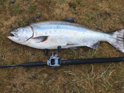 WFR2021.27 An anonymous anglers awesome Rangitata River mouth salmon November 30 2020 photo Credit Rosalie Shaw