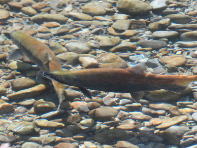 WFR1819.49sockeye salmon preparing to spawn in the Twizel River Credit Jayde Couper