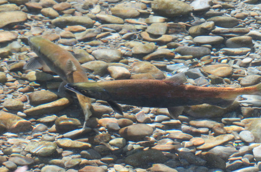 Weekly Fishing Report – Central South Island - 07-03-19
