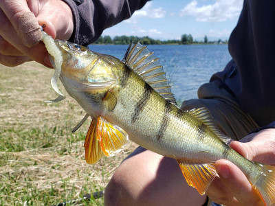 WFR1920.17 Lake Hood near Ashburton provides easy access perch and trout fishing