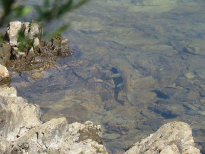WFR2021.08 A brown trout patrolling the shoreline at Lake Opuha Credit R Adams