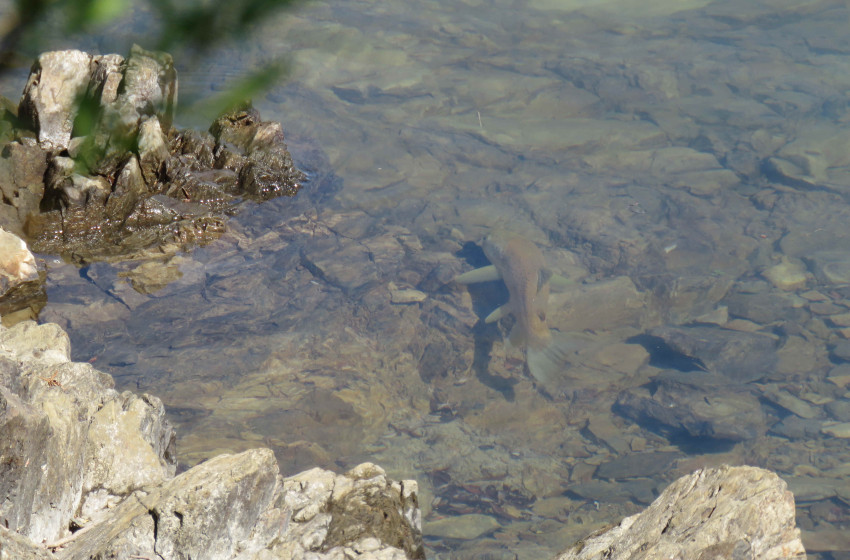 Weekly Fishing Report – Central South Island 15-10-2020