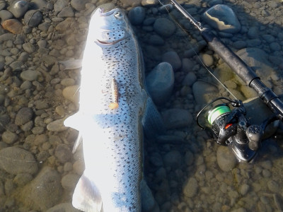 WFR1819.37 Hamish Stevens caught this 4lb searun brown from Ashburton River mouth