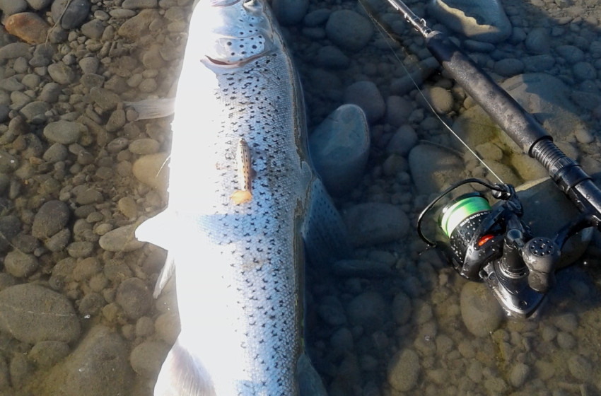 Weekly Fishing Report – Central South Island 17-01-19