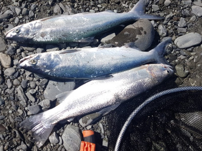 WFR1920.12 Two salmon and a rainbow from Lake Tekapo last Saturday credit R De Lange