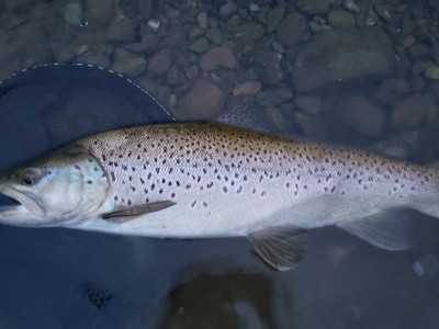 WFR2122.23 another 5 pound plus Opihi Catchment brown for the author caught during an evening rise Credit R Adams
