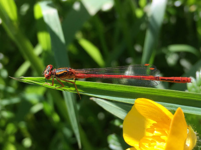 WFR1920.57An adult damselfly Credit iNaturailistNZ