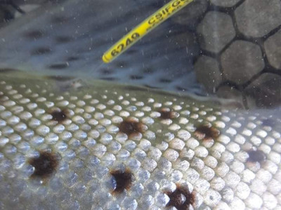WFR2021.41 keep an eye out for Tekapo Canal trout with yellow colour tag each with a unique 4 digit number to report credit J Craig