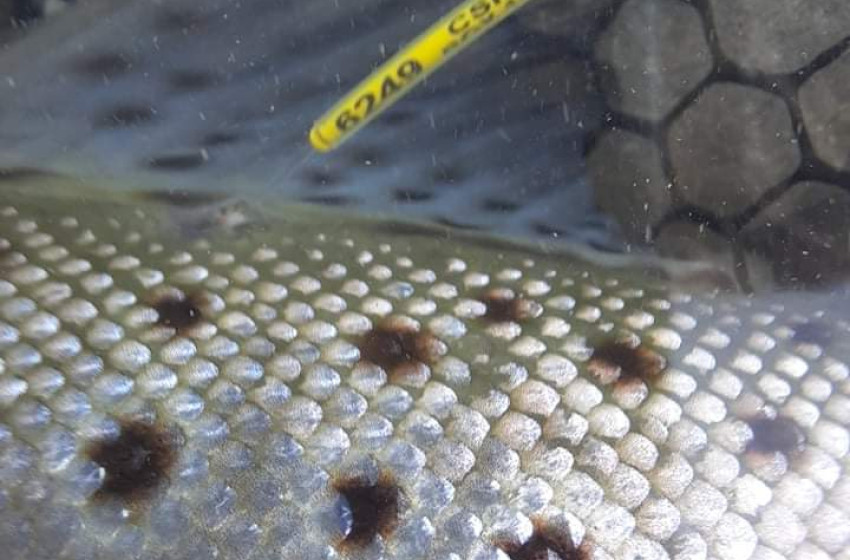 Weekly Fishing Report – Central South Island- 28-01-2021
