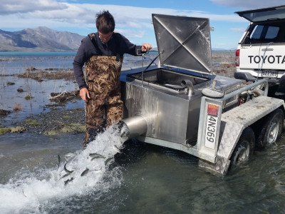 WFR1718.58 Hamish Stevens releasing juvenile salmon into Lake Tekapo