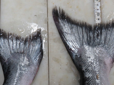 WFR1718.24farmed salmon with worn down tail fin on the left and wild salmon with a full tail on the right