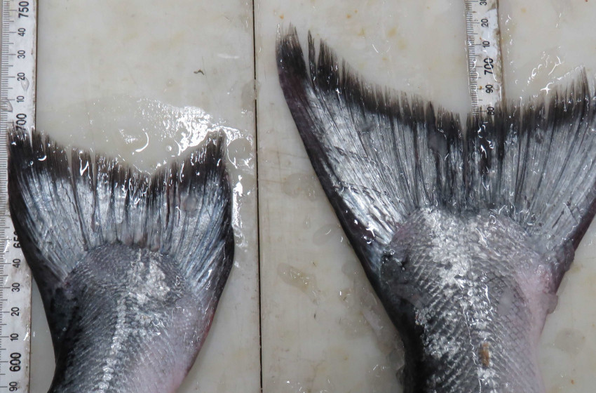 Weekly Fishing Report– Central South Island Region: 08-12-2017