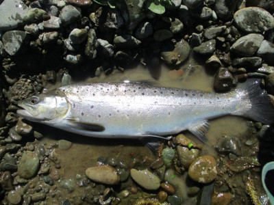 WFR1819.05the authors silver sea run like trout from the Opihi Catchment
