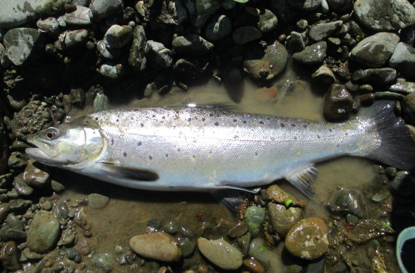 Weekly Fishing Report – Central South Island Region – 12/10/18