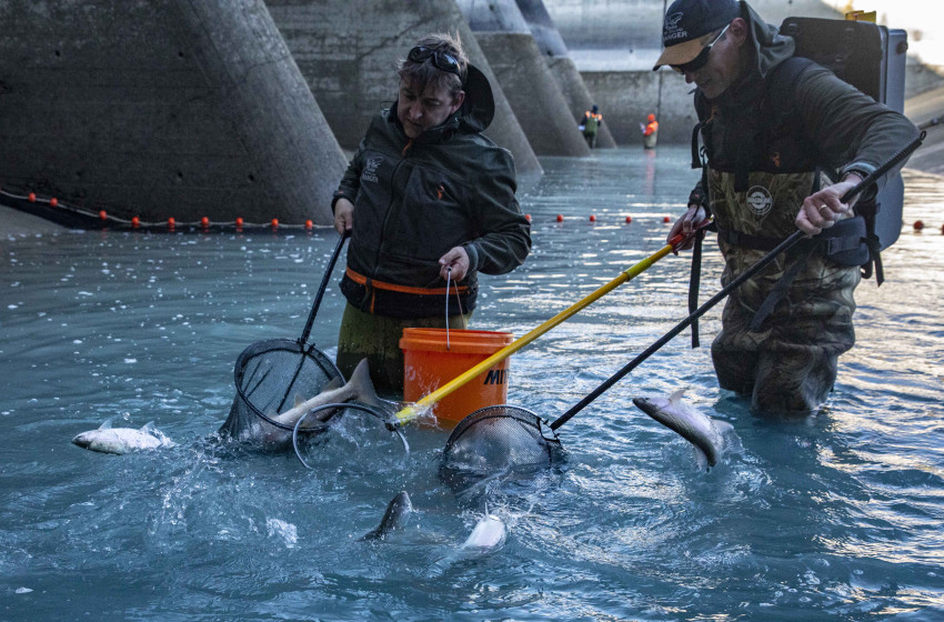 Weekly Fishing Report for Central South Island - 24 December 2020