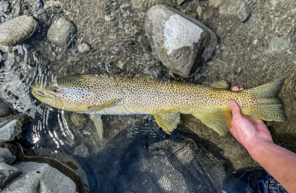 A lovely brown trout from above the Ashley Gorge
