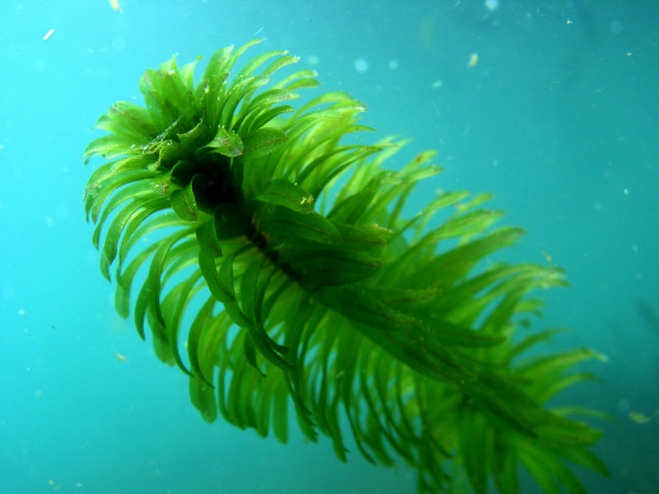An Egeria shoot- Photo R Wells