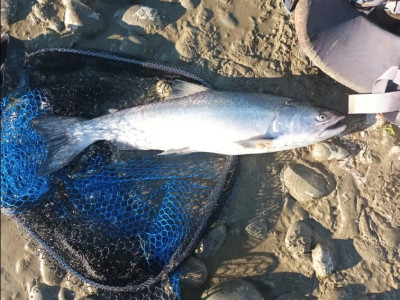 WFR2324 84 Leon Watsons Waitaki River sea run salmon photo by Leon Watson