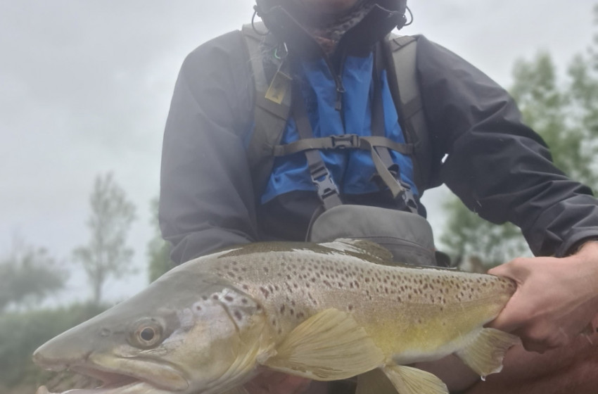 Wellington Weekly Fishing Report - 01 December 2022