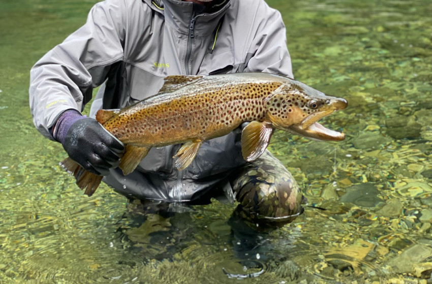 Wellington Weekly Fishing Report - 03 November 2022