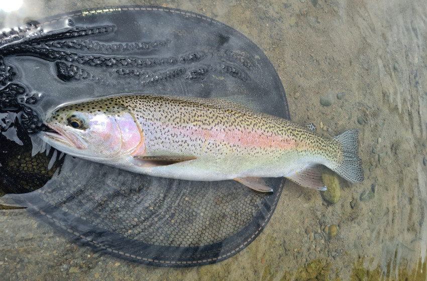 Wellington Weekly Fishing Report - 10 December 2020