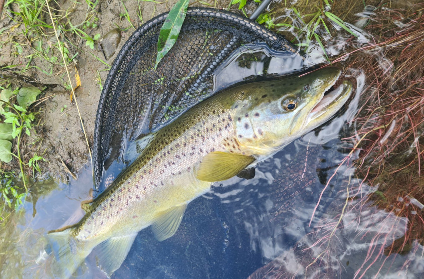 Wellington Weekly Fishing Report - 11 February 2021