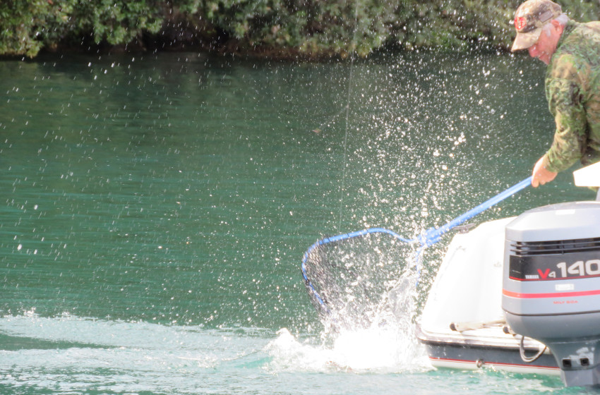 Big fish mark the opening of the new trout season on Rotorua’s lakes