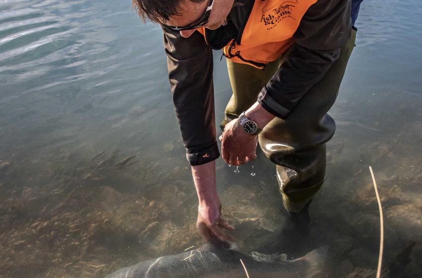 Canal trout research underway