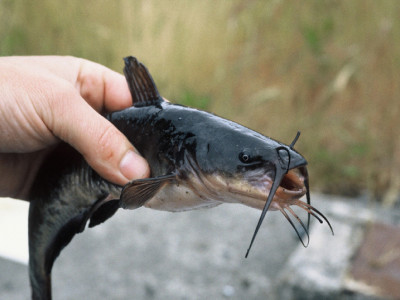 P5a photo Catfish must be credited DOC Glen MacLean