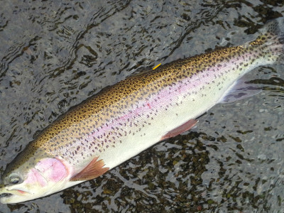 Trout with Fish Games yellow tag attached. 2