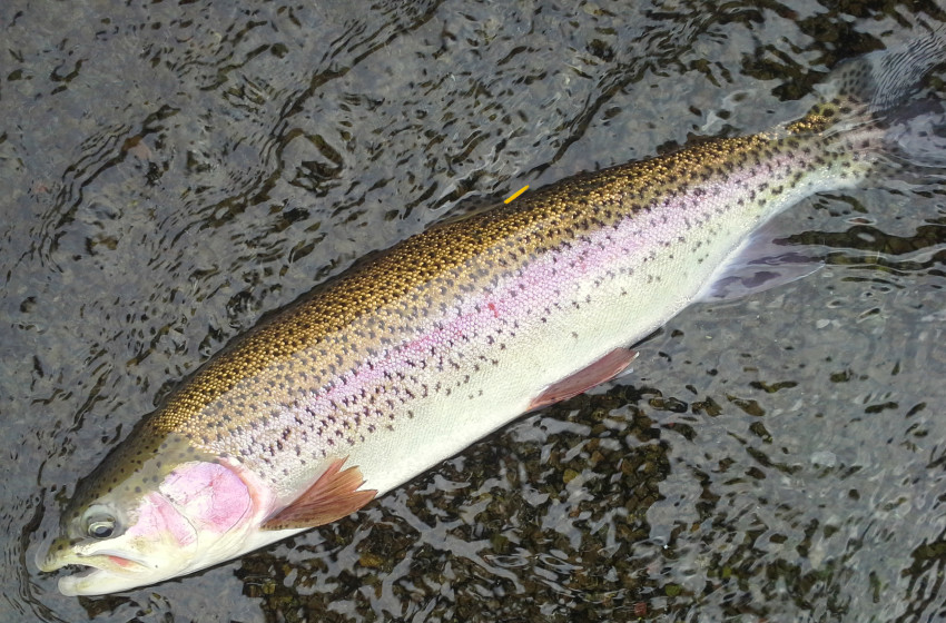 Eastern Fish & Game seeks angler feedback
