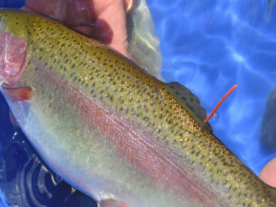 Fish Gold orange tag 2