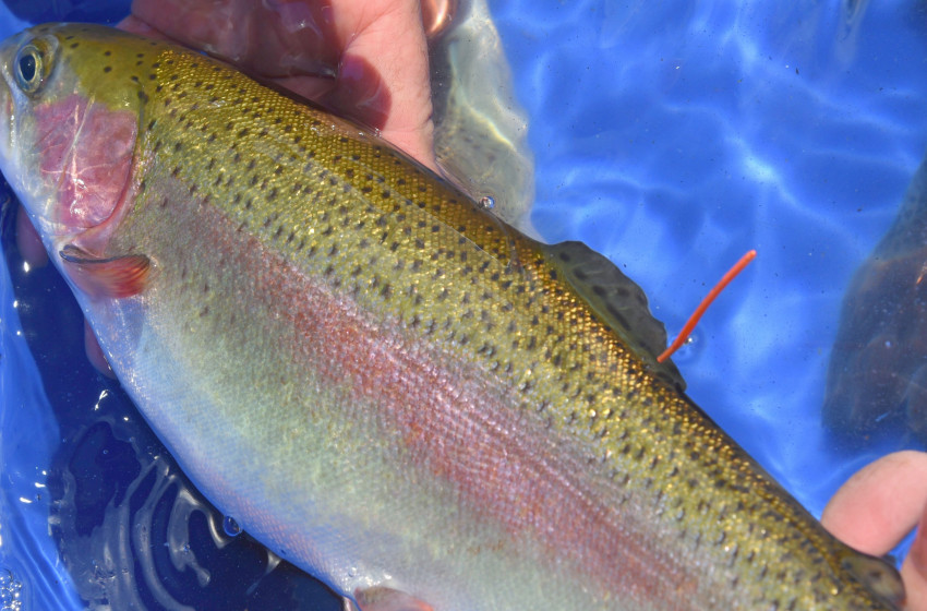 Fish & Game reminder - deadline looms for $10k trout entries