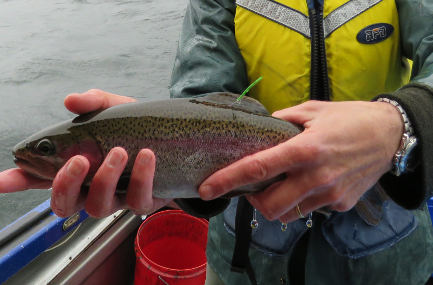 ‘Fish for Gold’ is back - with two major prizes!