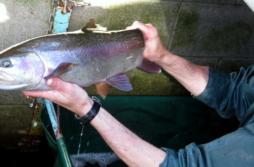 Great’ fishing on offer in Rotorua lakes – as spawning runs in some lakes hit record levels