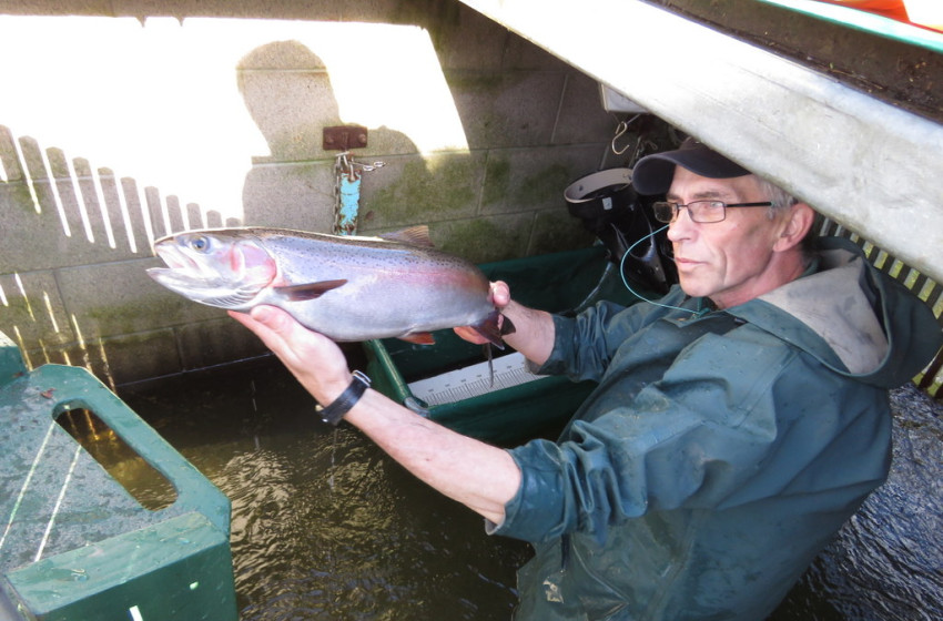 How do you breed 100,000 trout?
