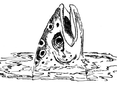 fishjump47