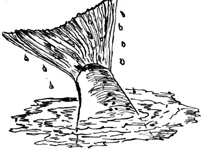 fishdive36