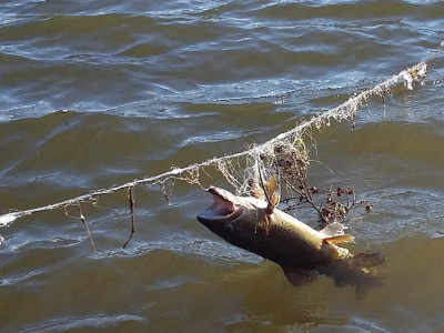 Poach one Dead brown trout gill net from Lake Waikaremoana. 002