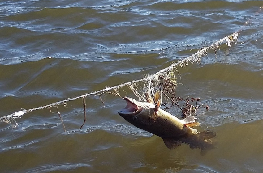 Poacher pays ‘high price’ for trout from hatchery