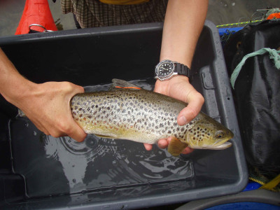 DIDSON Cataraft Trout tagging 5 1 full web